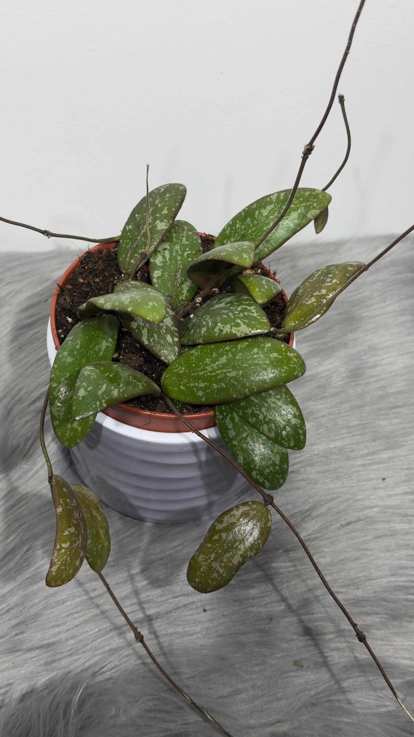 Hoya Sigillatis