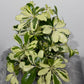 Schefflera 1