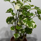 Polyscias 2