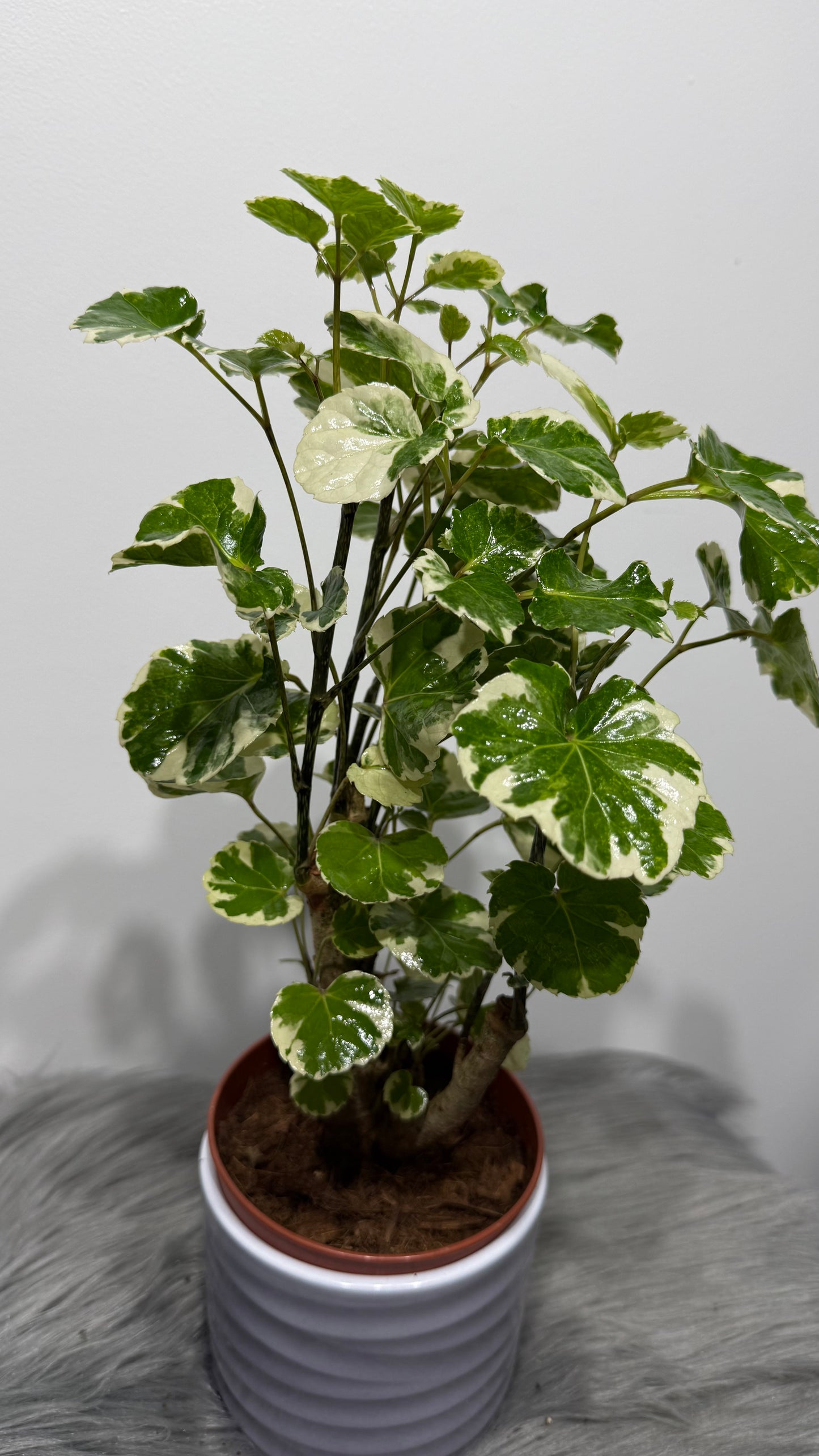 Polyscias 2