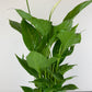 Spathiphyllum