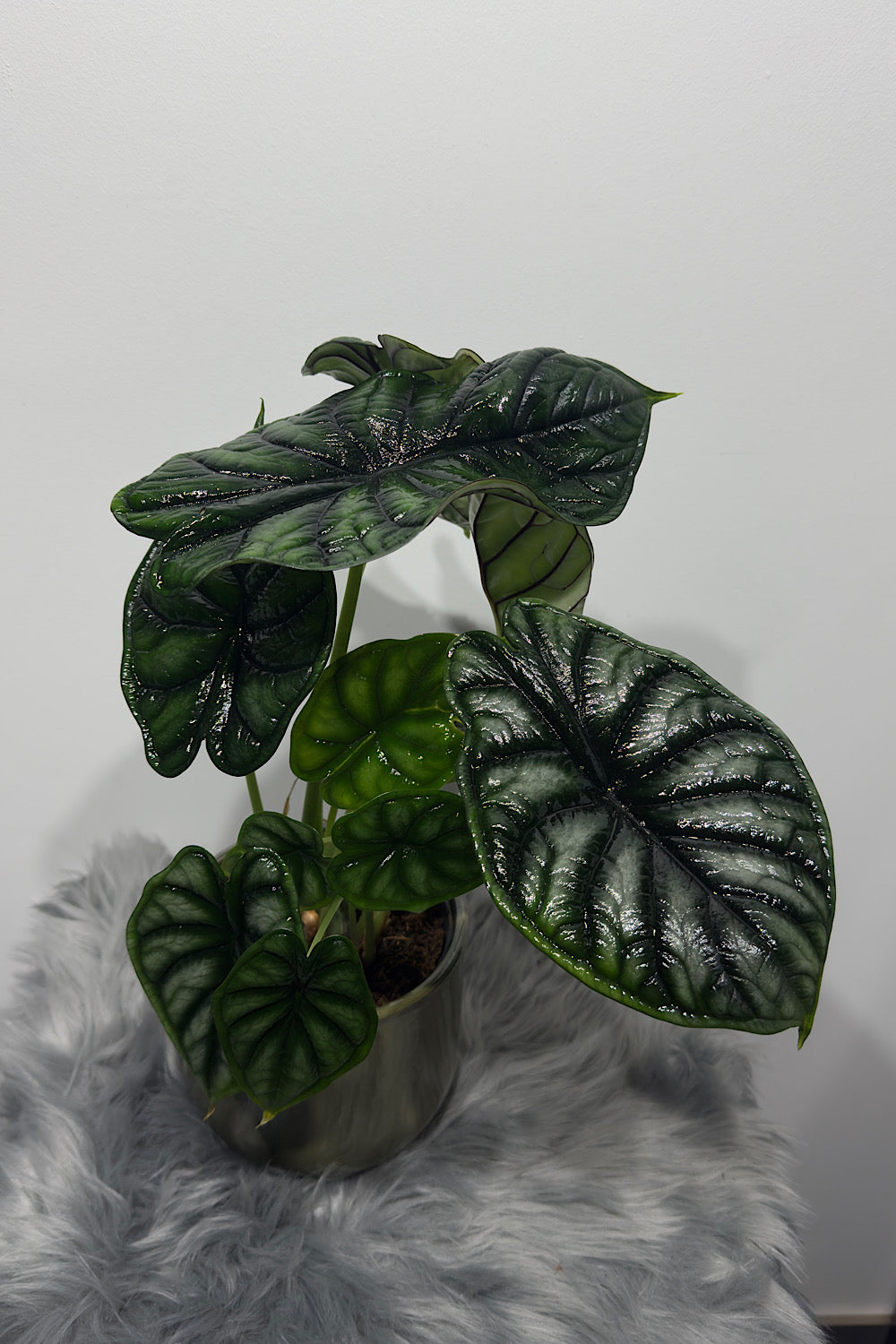 Alocasia Dragon Scale - www.augi-plants.lv