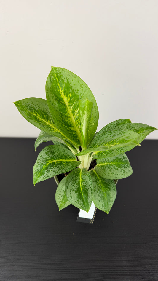Aglaonema 4