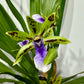 Orhideja Zygopetalum Louisendorf 2 SMARŽO!