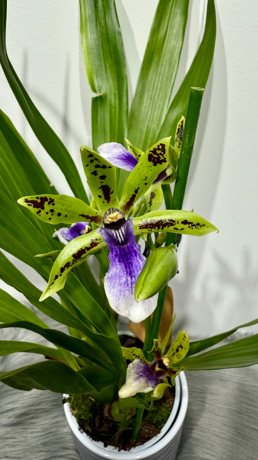 Orhideja Zygopetalum Louisendorf 2 SMARŽO!