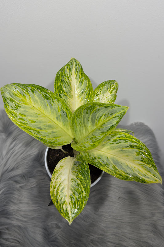 Aglaonema 2 - www.augi-plants.lv