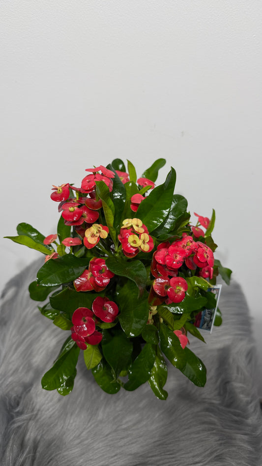 Euphorbia Milii Vulcanic