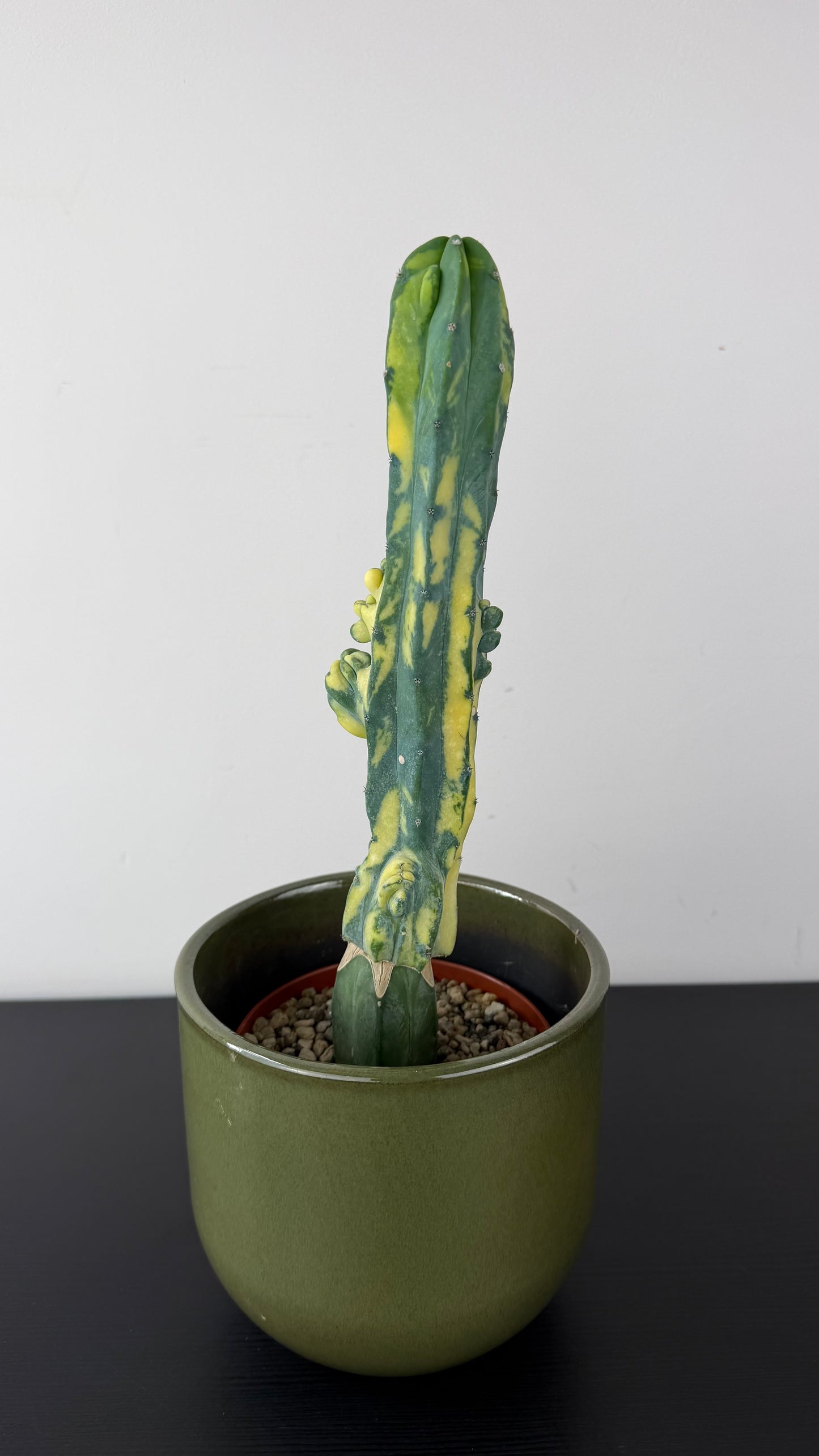 Myrtillocactus Geometrizans 'Fred' Variegated