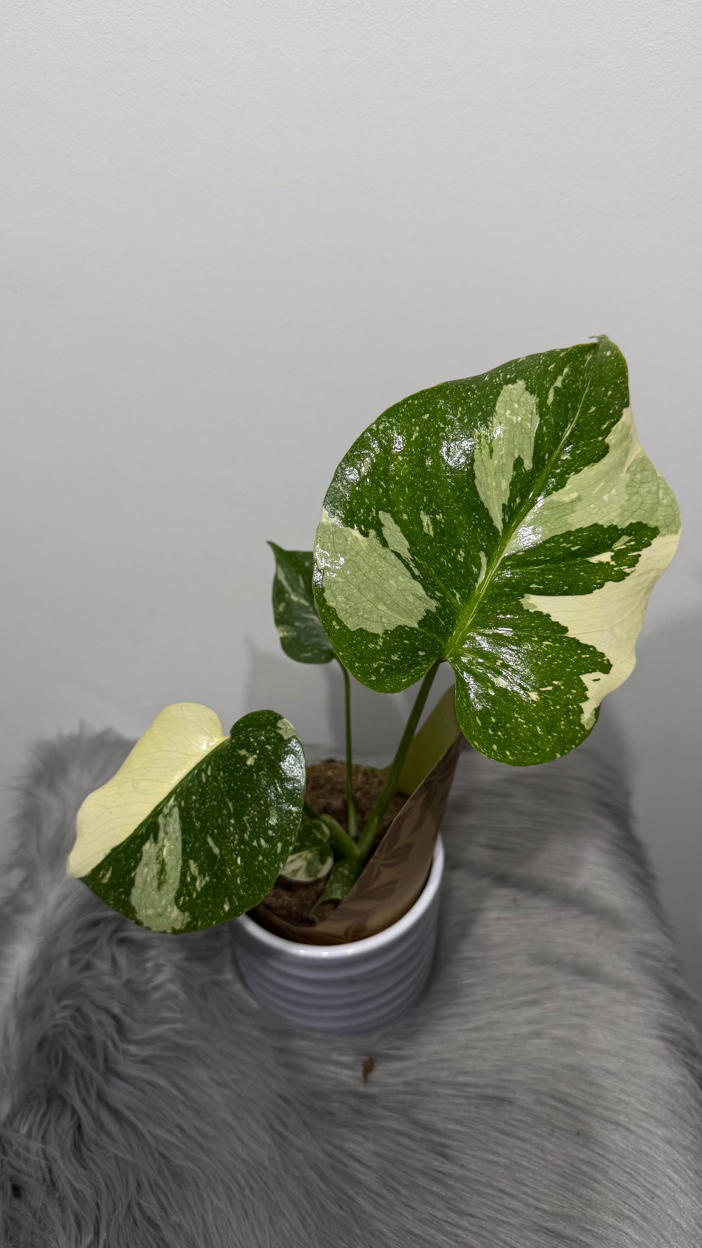 Monstera Thai Constellation