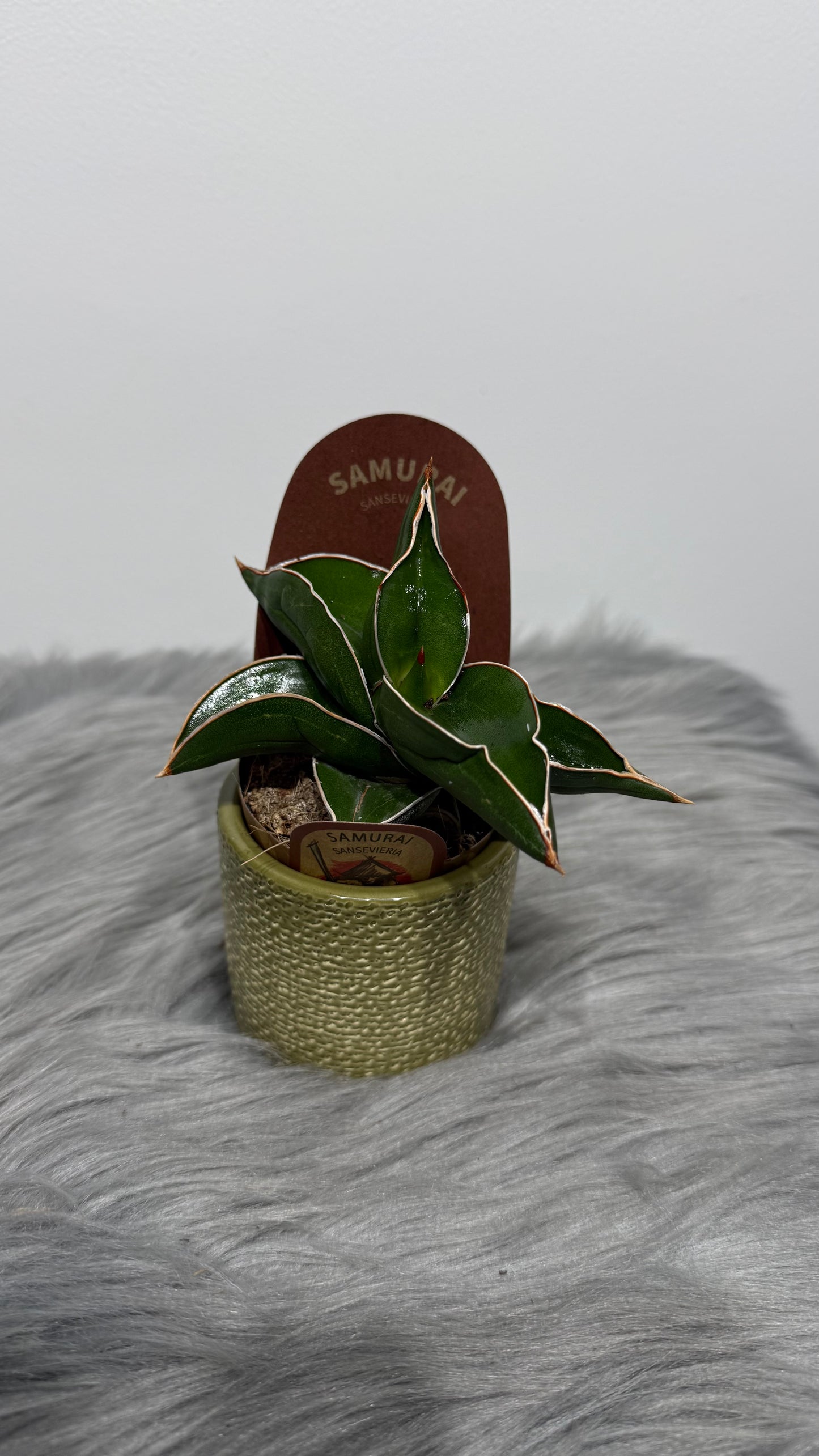 Sansevieria Samurai Dwarf