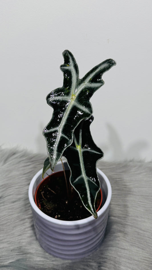 Alocasia Nobilis