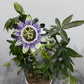 Passiflora Caerulea - www.augi-plants.lv