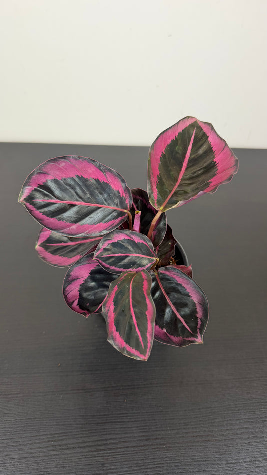 Calathea Roseopicta Dottie