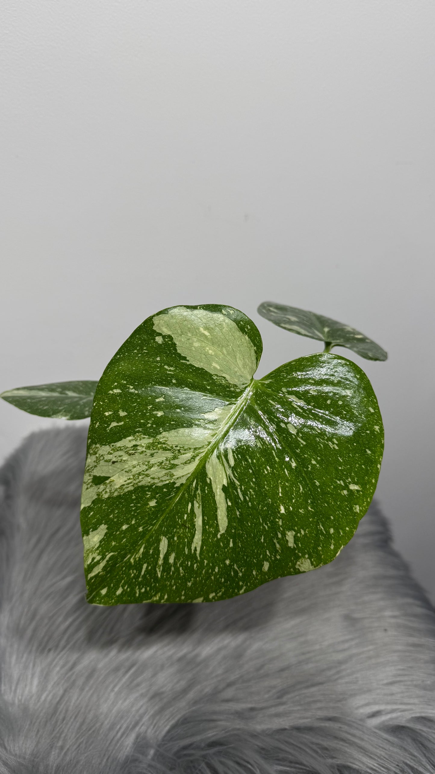 Monstera Thai Constellation