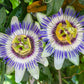 Passiflora Caerulea - www.augi-plants.lv