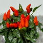 Capsicum Orange