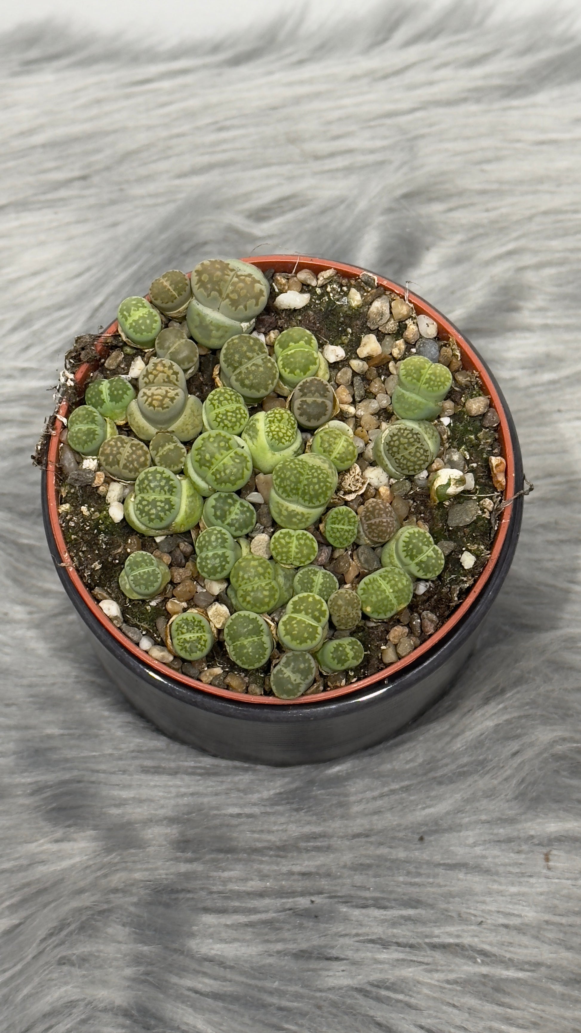 Lithops 1 - www.augi-plants.lv