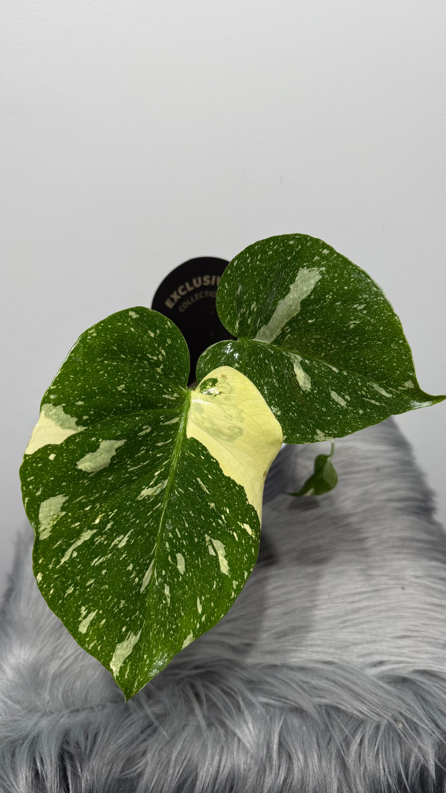 Monstera Thai Constellation