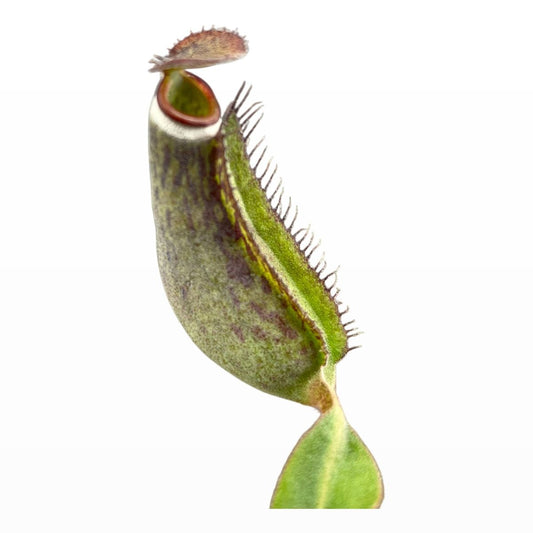 Mušķērājs Nepenthes albomarginata
