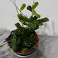 Hoya Rotundiflora