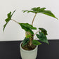 Alocasia Jacklyn