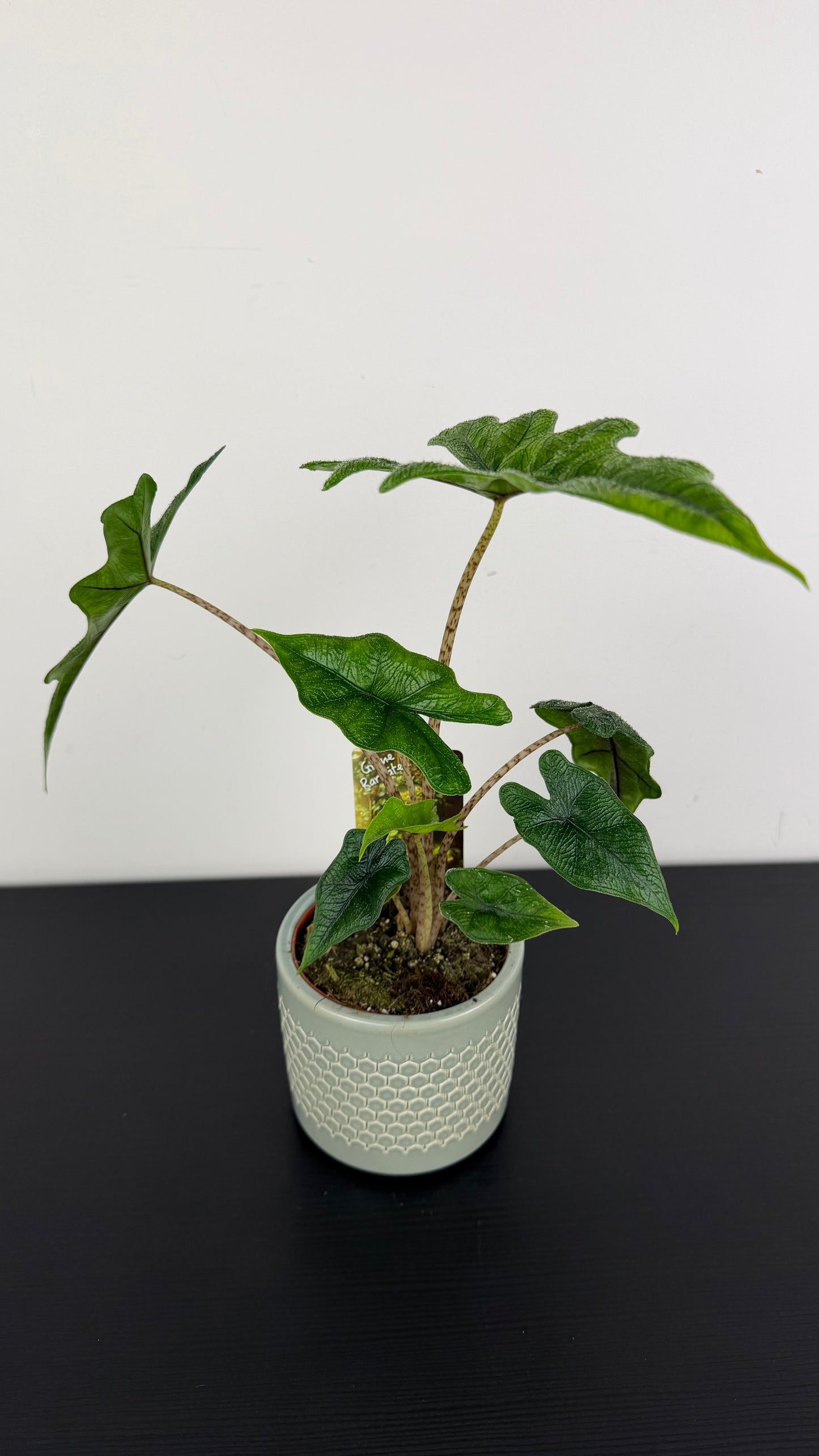 Alocasia Jacklyn