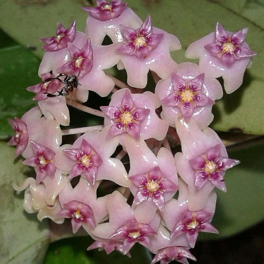 Hoya verticillata Lampung