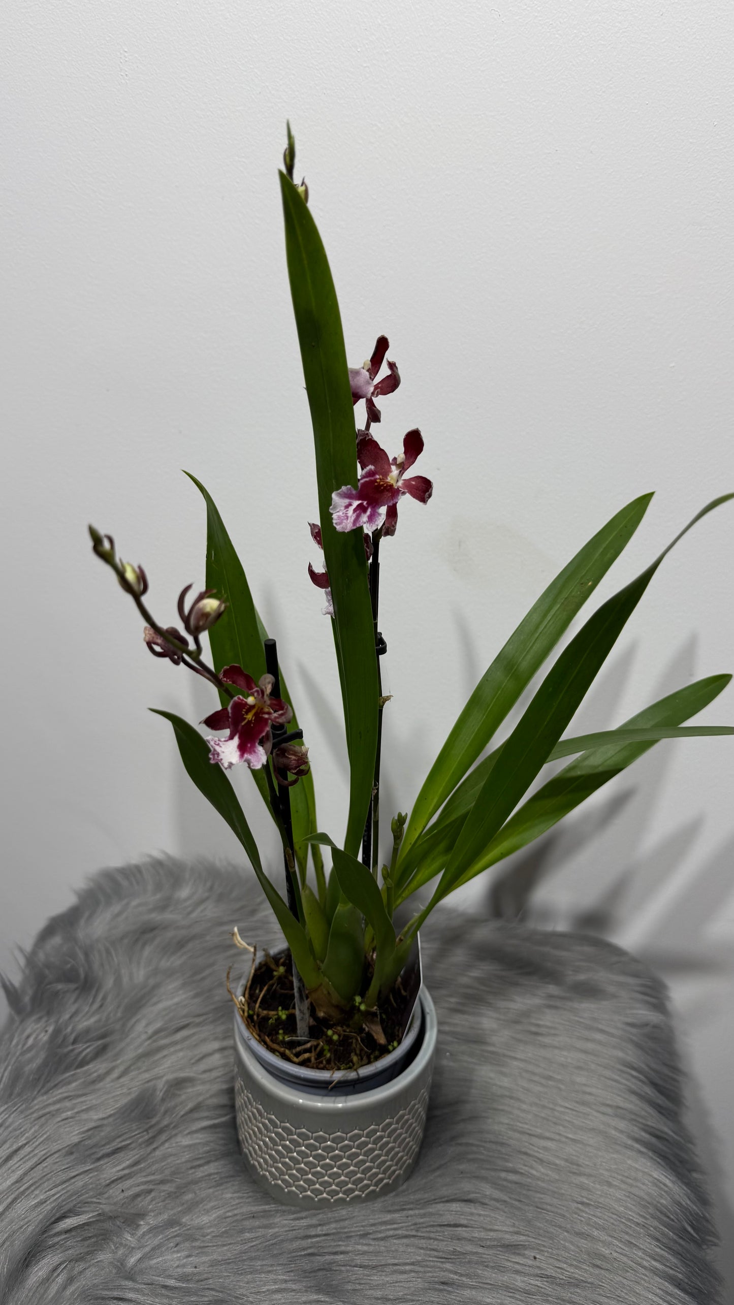 Orhideja Cambria 10 SMARŽO!