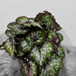 Begonia Bastella