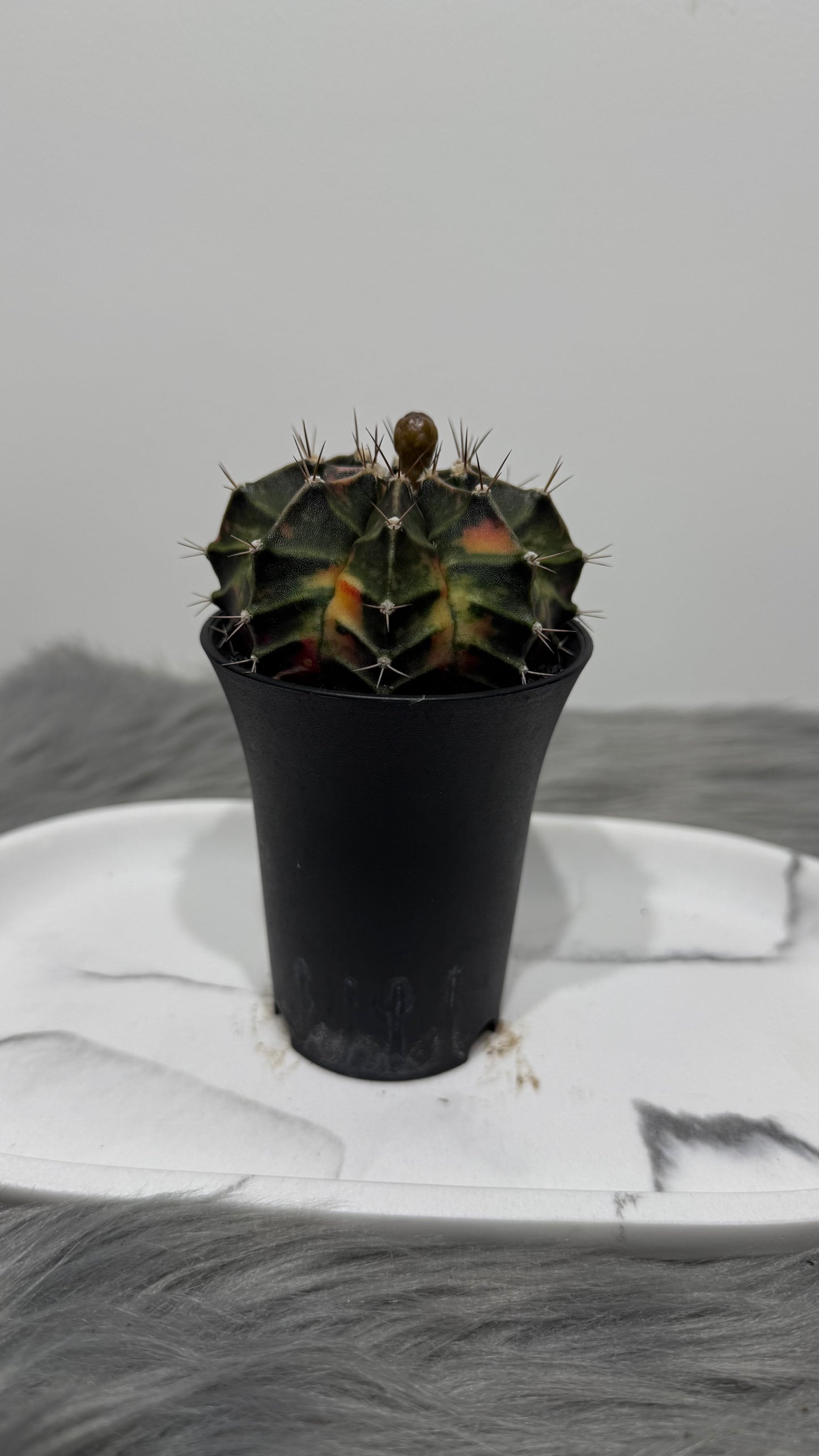 Gymnocalycium mihanovichii variegata