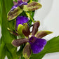 Orhideja Zygopetalum Louisendorf 5 SMARŽO!