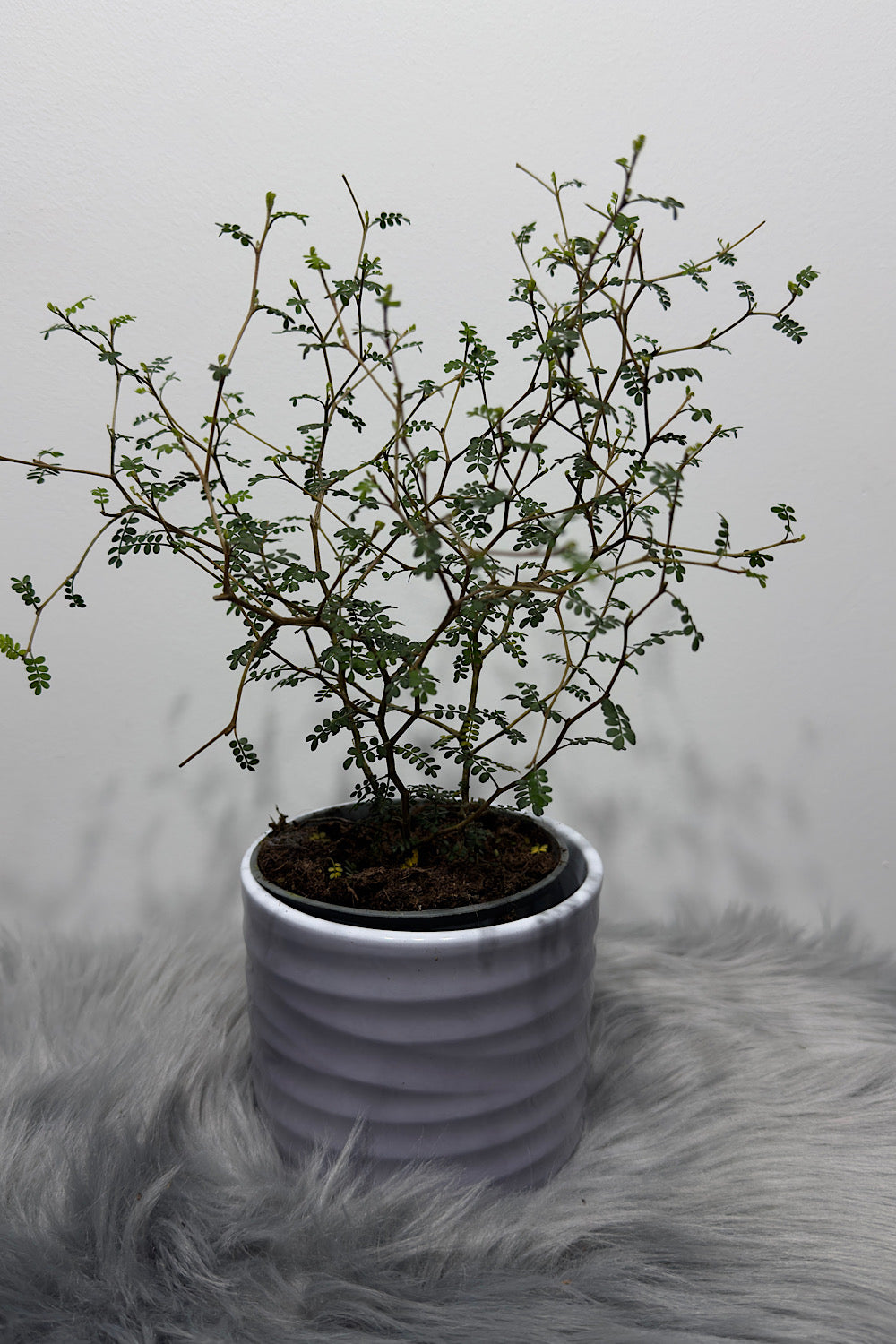 Sopho Little Baby - www.augi-plants.lv