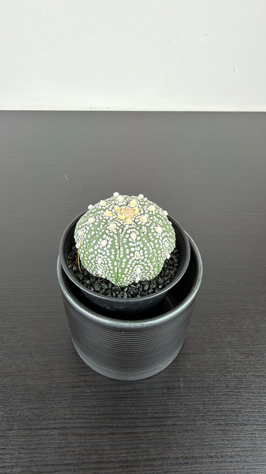 Astrophytum Asterias