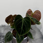 Philodendron verrucosum Choco Red