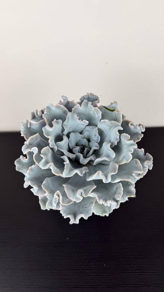 Echeveria Crispy Beauty