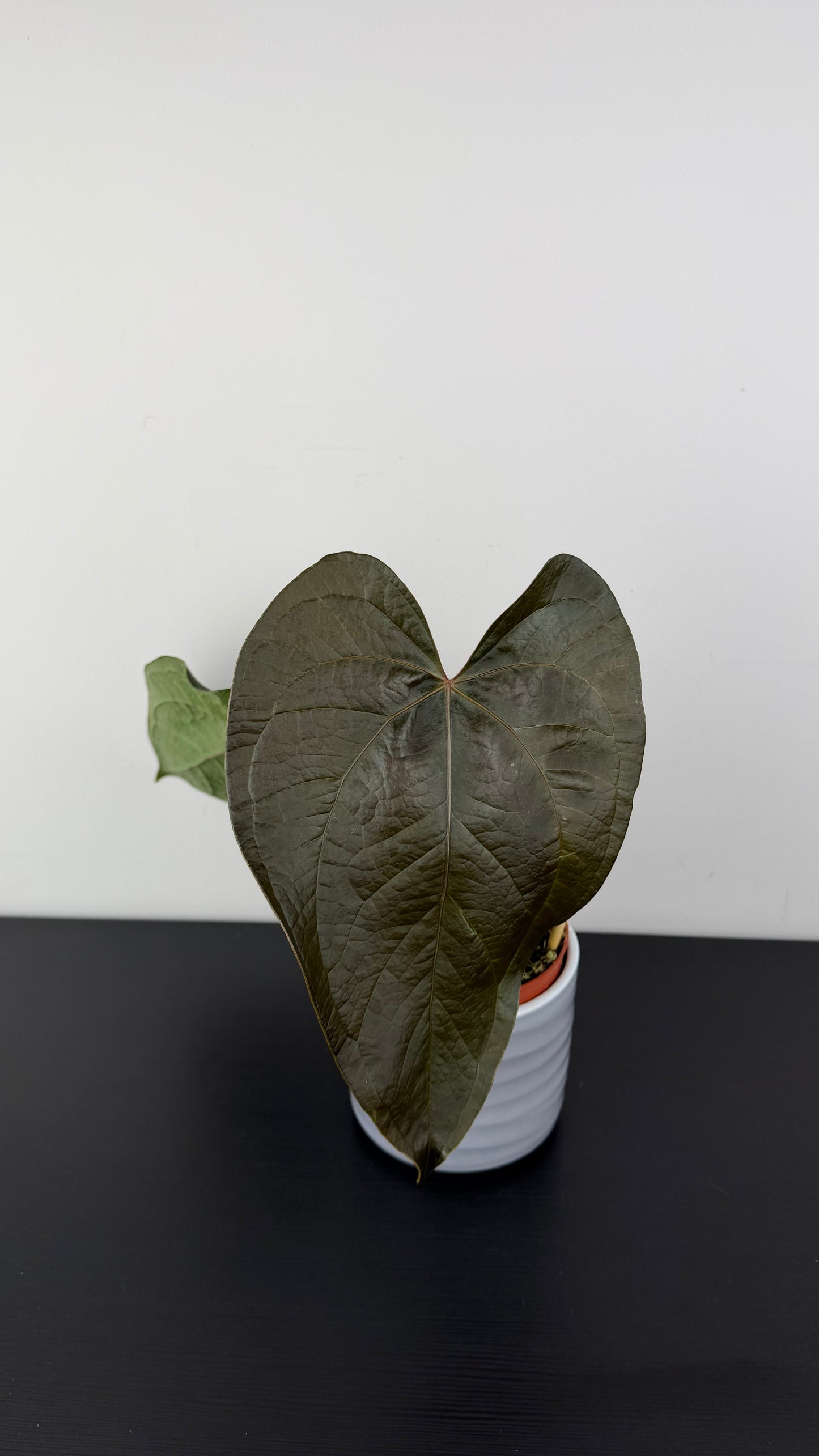 Anthurium Queen of Hearts