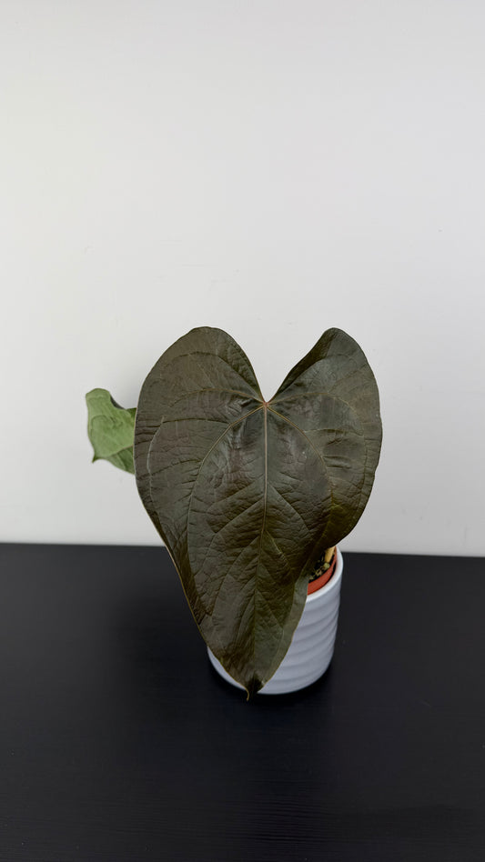 Anthurium Queen of Hearts