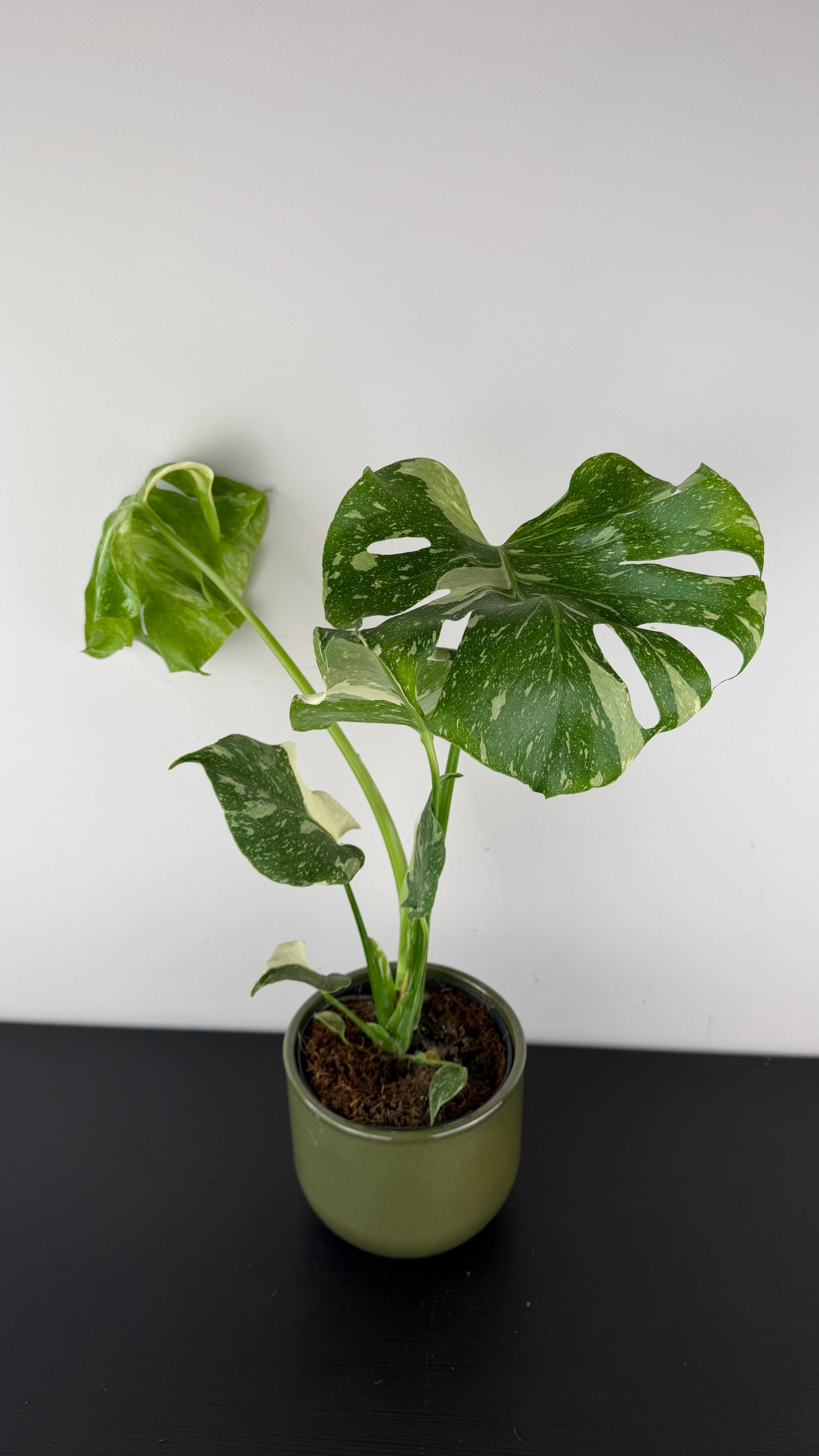 Monstera Thai Constellation