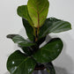 Ficus Lyrata Bambino - www.augi-plants.lv