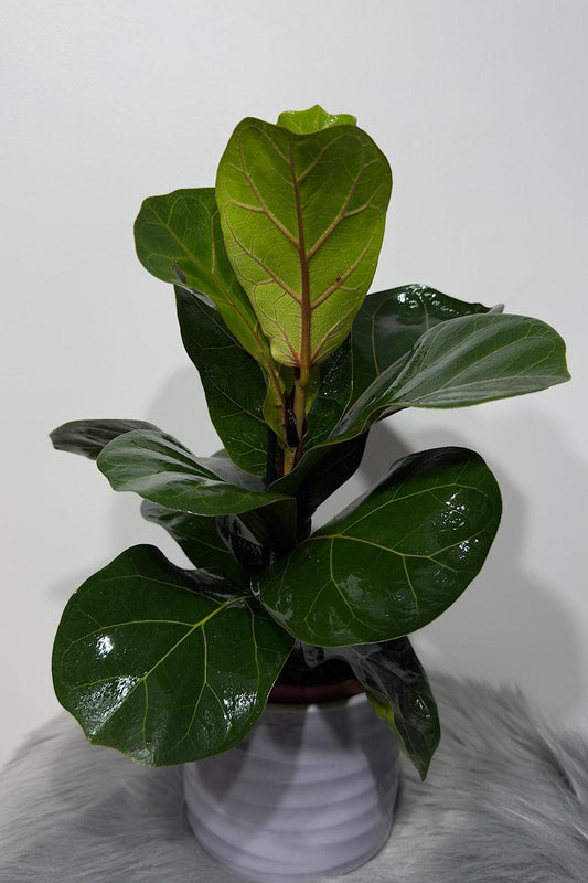 Ficus Lyrata Bambino - www.augi-plants.lv