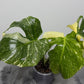 Monstera Thai Constellation 8 - www.augi-plants.lv