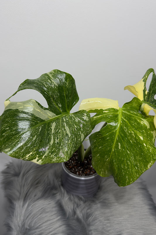 Monstera Thai Constellation 8 - www.augi-plants.lv