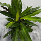 Calathea 3 - www.augi-plants.lv
