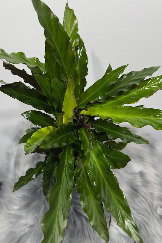 Calathea 3 - www.augi-plants.lv