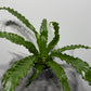 Asplenium Antiquum Osaka