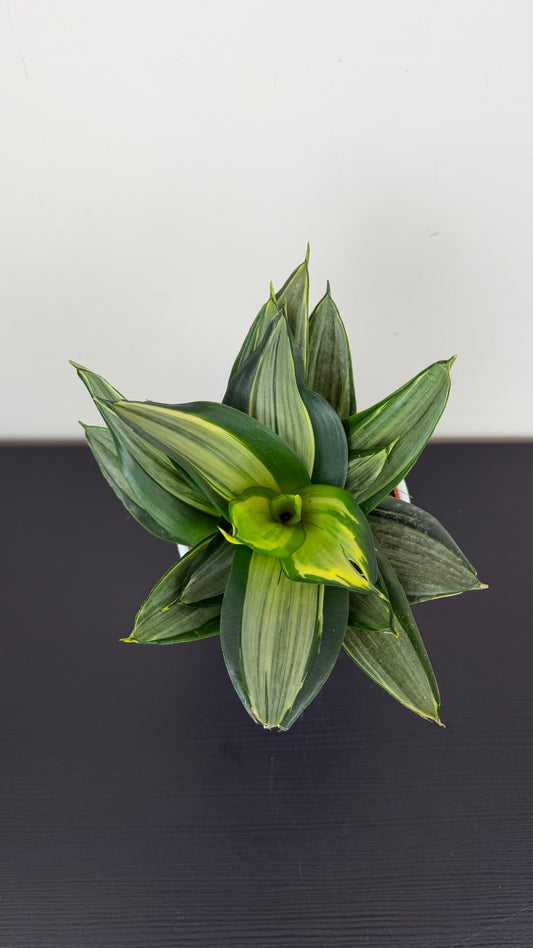 Sansevieria Hahnii Diamond