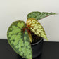 Begonia Lucifer