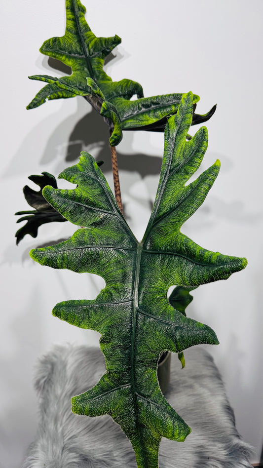 Alocasia Jacklyn