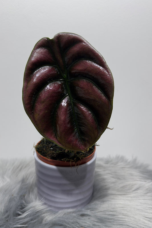 Alocasia cuprea 'Red Secret' - www.augi-plants.lv