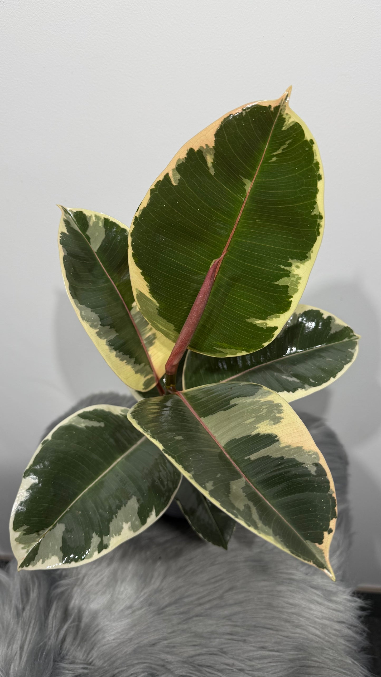 Ficus elastica Tineke